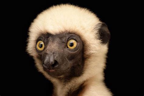Lemur By Joel Sartore Animal Species National Geographic Animals