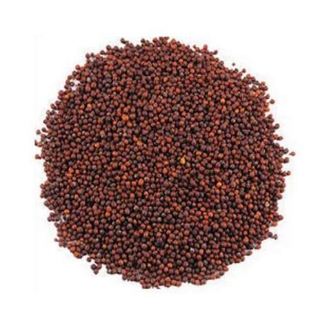 99 Red Mustard Seeds At Rs 42kilogram In Halvad Id 21388638597