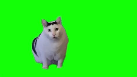 Кот мяукает и кивает головой Футажи для видеомонтажа на зелёном фоне