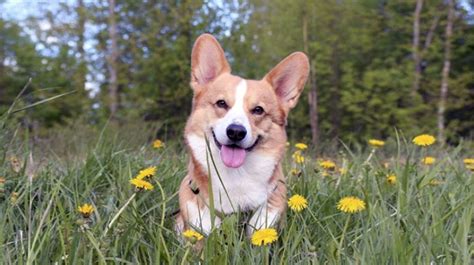 There are so many loving adoptable pets right in your community waiting for a family to call their own. 26 Elegant Corgi Puppies For Sale Near Me | Puppy Photos