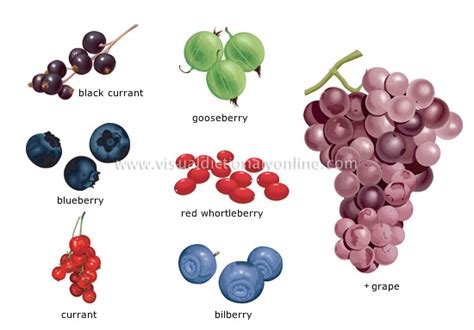 Food And Kitchen Food Fruits Berries 1 Image Visual