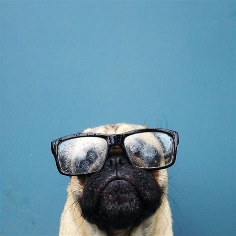 Because He Looks Better In Hipster Glasses Than Any Other Pug 24