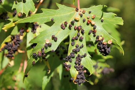 Black Galls Caused By Maple Bladder Gall Mite Or Vasates Quadripedes On