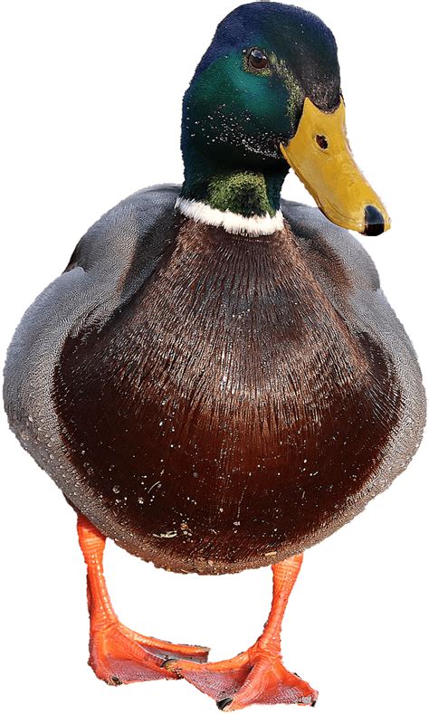 Download Hd Duck Male Duck Transparent Background Transparent Png