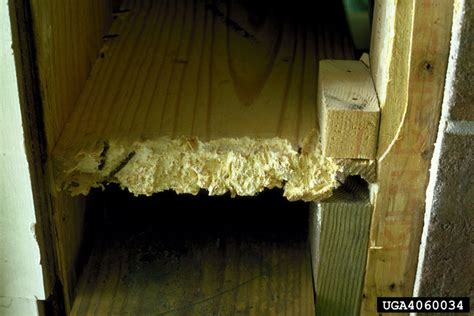 Termite Damage North Jersey Termite