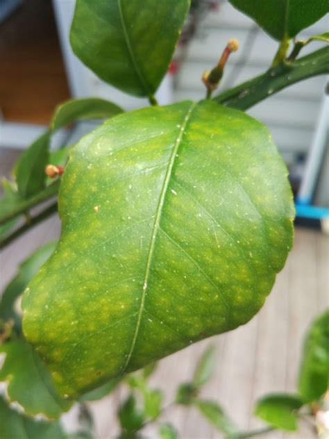 Citrus Why Do The Leaves On My Meyer Lemon Have Blotchy Yellow Areas