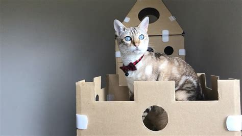 Diy Cardboard Box Homes And Towers For Cats Cats Love Boxes That Is A