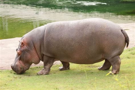 Información Sobre Los Hipopótamos Tamaño Y Hábitat Información
