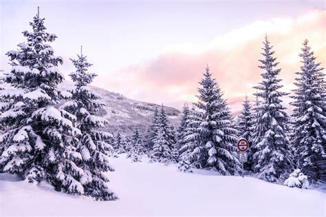 Beautiful Winter Forest Landscape Stock Image Image Of