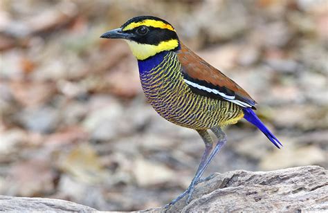 Southeast Asia Birding Tours Pitta Nature Tours