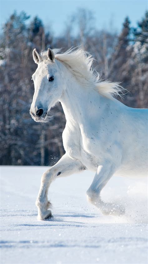 A White Horse Running Through The Snow White Horse Wallpaper For