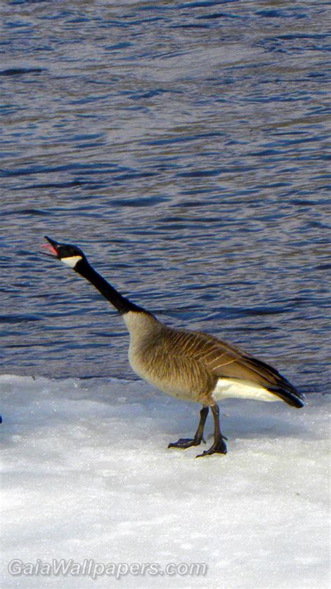 Canada Goose Angry At Another Goose Wallpapers 1080x1920 Free Desktop