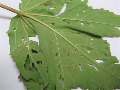 Hibiscus Insect Damage Plantdoc