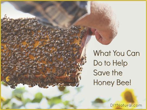 Simple Ways You Can Help To Save The Honey Bees Bee Keeping