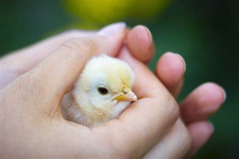 Soft And Cute Baby Chicks Can Spread Germs And Illness Wyoming