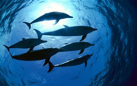 Dolphins In Underwater Photography Wallpapers Hd Desktop