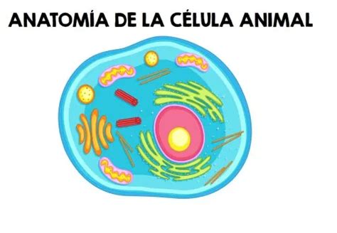 Juegos De Ciencias Juego De Partes Célula Animal Cerebriti