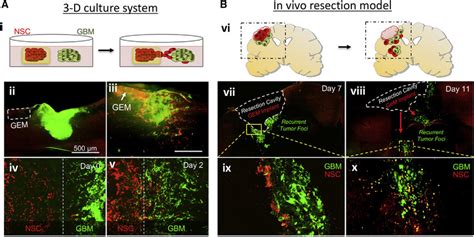 NSCs Migrate Off GEM And Toward GBM In Vitro And In Vivo Ai 3D Agar