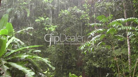 Rain Falling In The Rainforest Lizenzfreie Stock Videos Und Clips