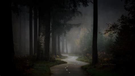 Capturing The Hauntingly Beautiful Atmosphere Of The Dutch Woodlands