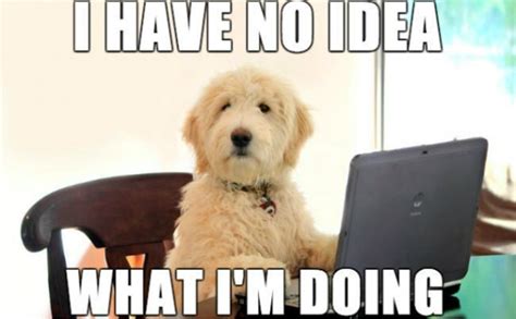 Best 20 Dogs Working From Home Memes List Page 2 Of 5 Petpress