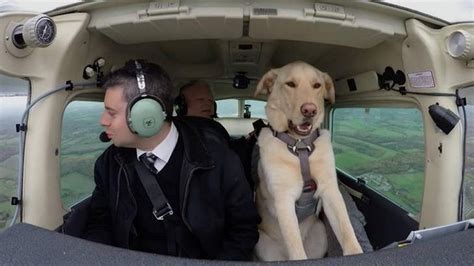 Dogs Take Over The Pilot Seat The Bark