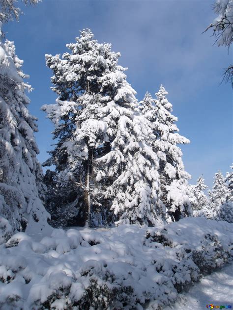 Spruce Branches With Snow Frost And Sun Snow And Christmas Tree Fir