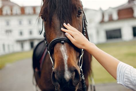 Toux chez le cheval causes et conseils pour y remédier