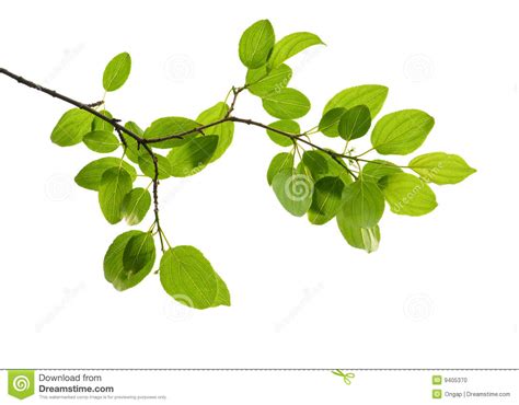 Green Branch Isolated Stock Photo Image Of Branch Leaf 9405370