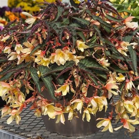 Begonia Bossa Nova ‘yellow Begonia Boliviensis