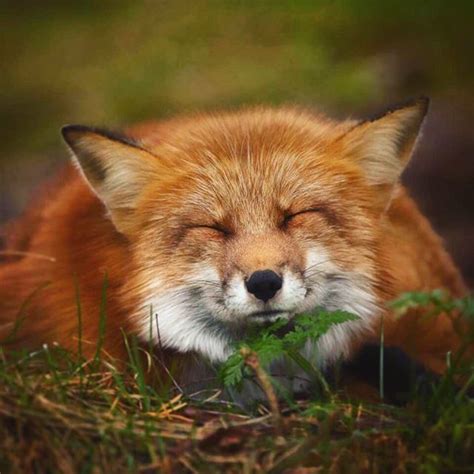 Sleepy Fox Photo By Villepaakkonen All Pictures Animal Pictures Wolf