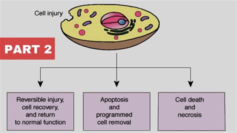 Reversible Cell Injury And Its Morphology Part 2 Physio Class Youtube