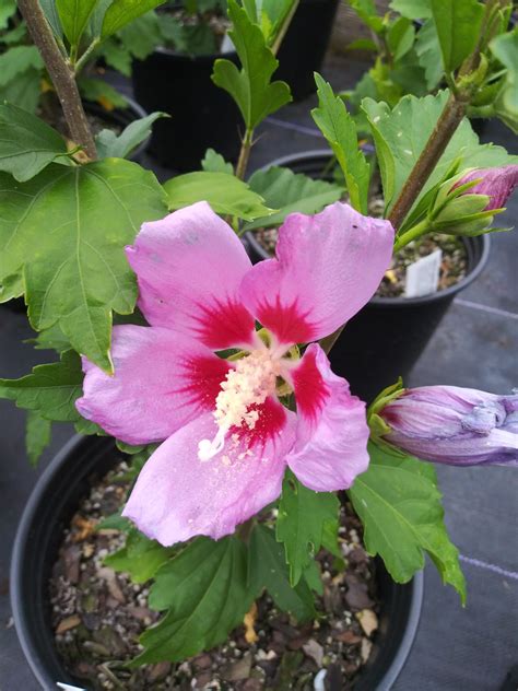 Rose Of Sharon Aphrodite Pink Longview Nursery