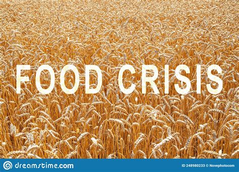 The Problem Of Shortage Of Wheat In The World Food Crisis And Crop