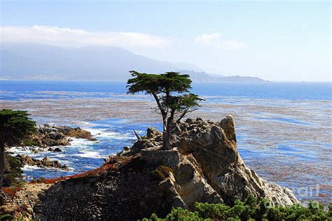 Lone Cypress Tree In Monterey In California Photograph By Catherine Sherman