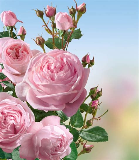 Kletter Rose Nahéma 1a Rosenpflanzen Bestellen Baldur Garten