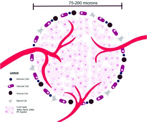 Islet Of Langerhans Physiology Each Islet Is Approximately 75 200 Download Scientific Diagram