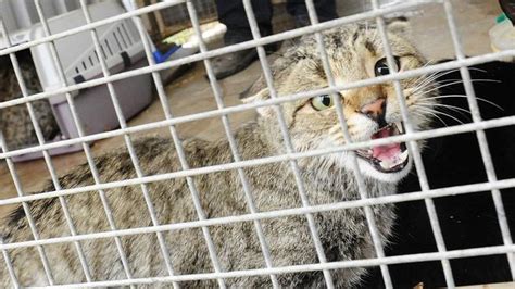 Unique Method Of Killing Feral Cats Among Research Projects Unisa Wants