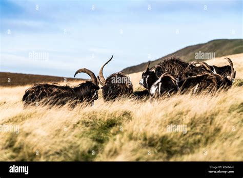 Goat Northumberland National Park High Resolution Stock Photography And