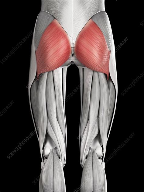 Human Buttock Muscles Illustration Stock Image F0127868 Science