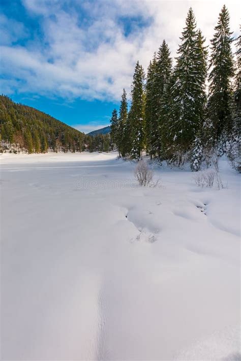 Spruce Trees Around Snowy Meadow Stock Photo Image Of Alps Frozen