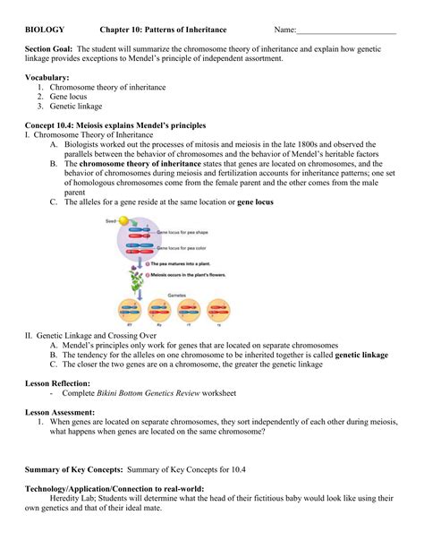 Who is considered the founder of genetics? Bestseller: Chapter 12 Mendel Meiosis Worksheet Answers