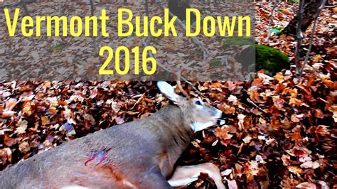 Deer Hunting In Vermont 2016 Bucks Down Youtube