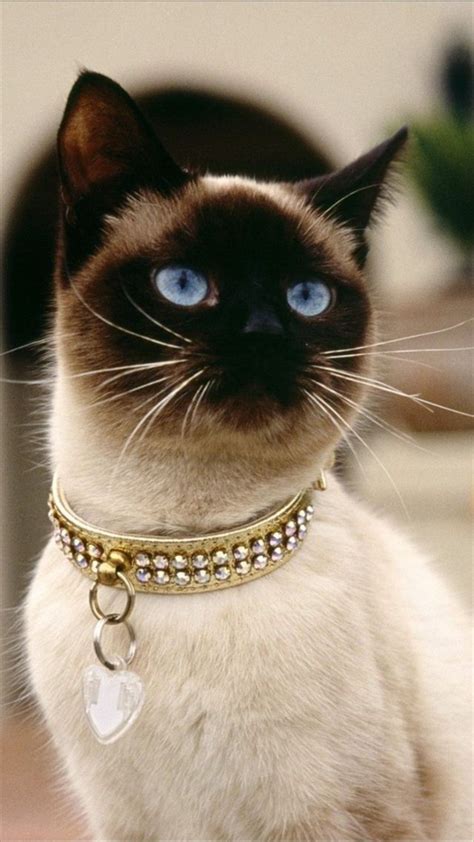 What An Elegant Collar For An Elegant Furbaby With Images Siamese Cats