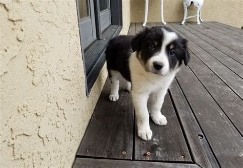 Interested in finding out what the typical. Border Collie Puppies For Sale | Bozeman, MT #208525