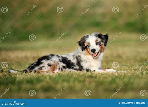 Miniature Australian Shepherd Puppy Outdoors In Summer Stock Photo