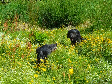 A Dogs Life In The Tamar Valley Cornwall Pl17 Meadow Dogs