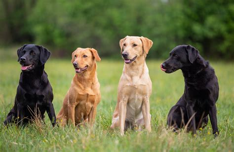 everything you ever wanted to know about labrador retriever colors outdoor life