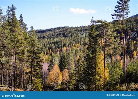 Golden Norwegian Forest Autumn Landscape Stock Photo Image Of Park