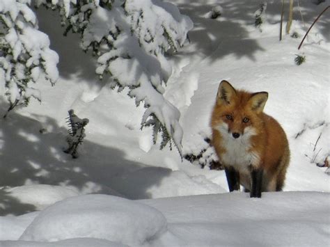 If so would they most likely get along and not kill each other if i raise them togather? Red and Gray Foxes | Finger Lakes Land Trust